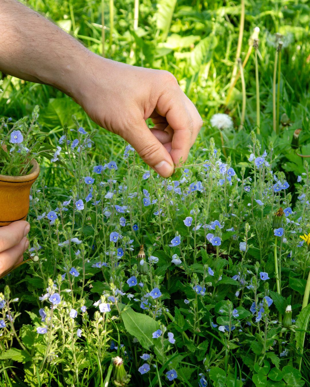 Why Growing Your Own Food Can Be Easier Than You Think