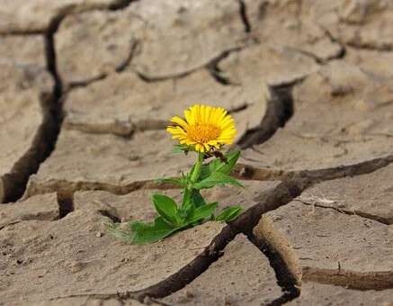 Growing our Roots