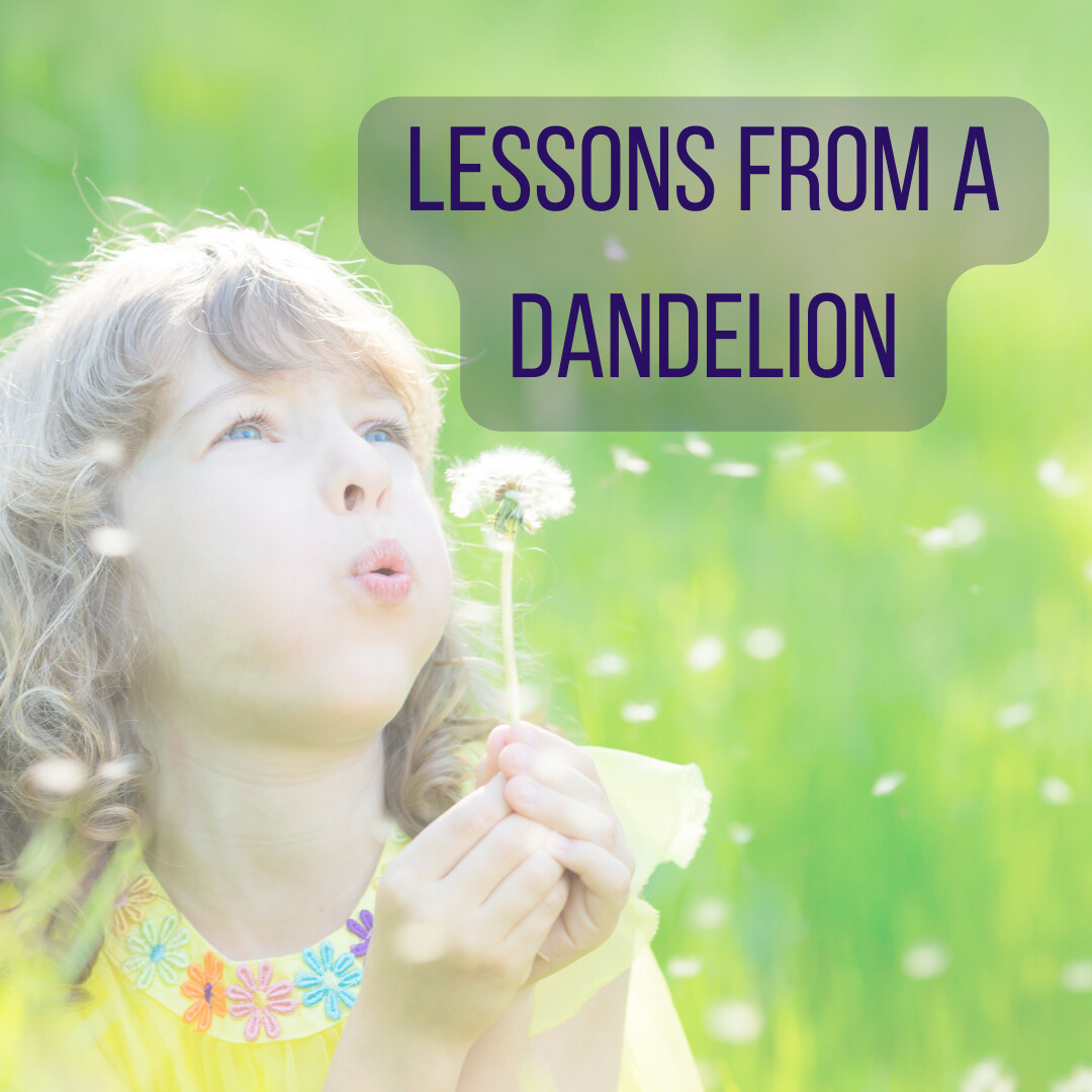 Lessons from a dandelion.