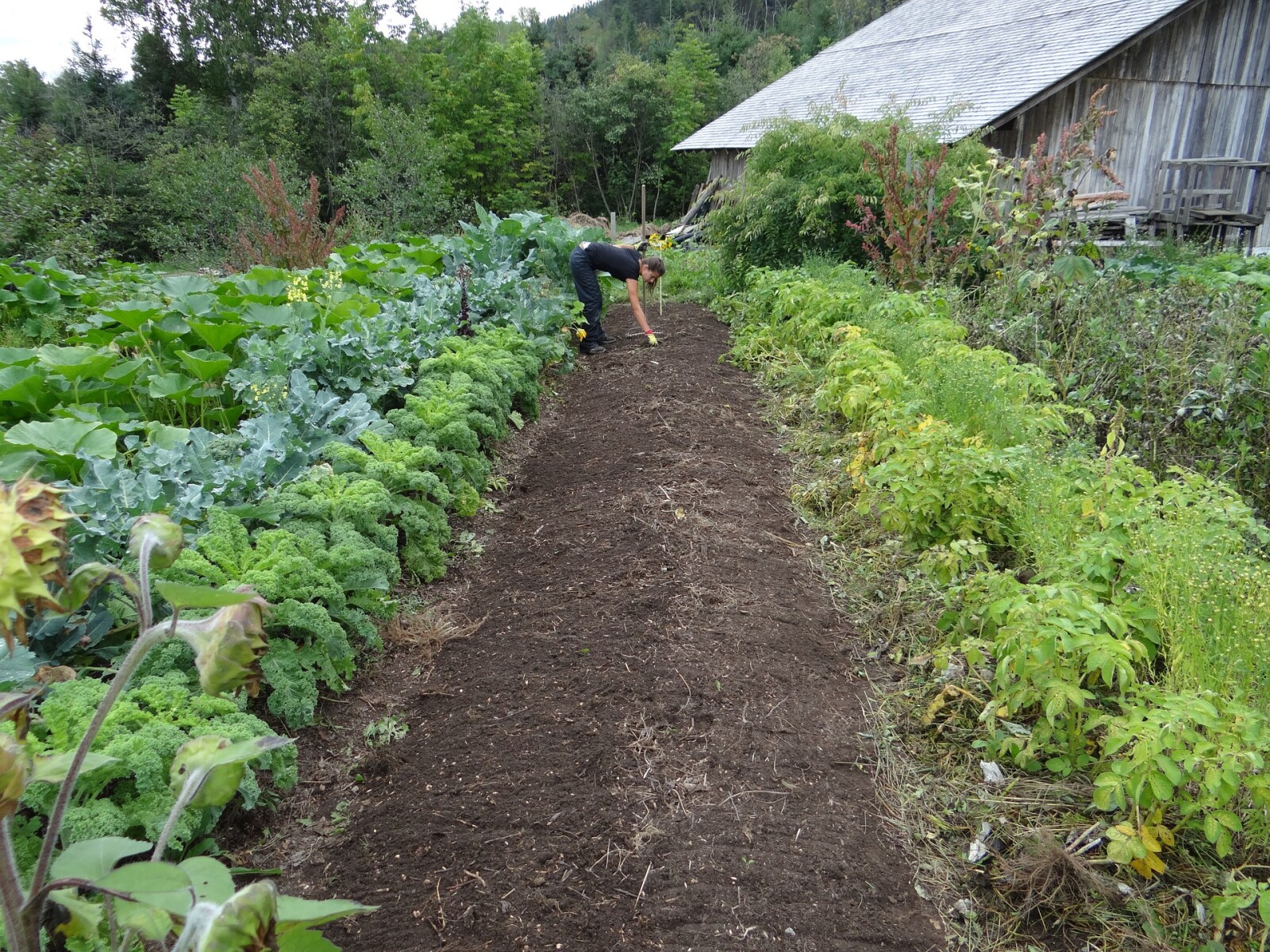 GARDENING WITHOUT TOXIC CHEMICALS