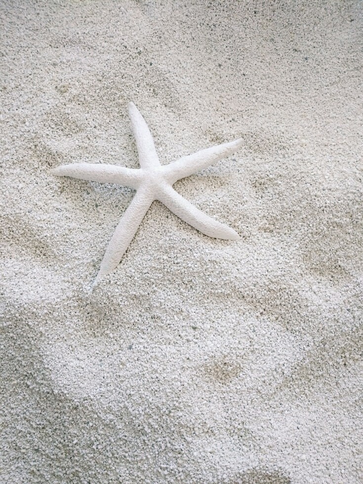 Starfish On Beach Story