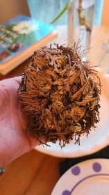 Rose of Jericho