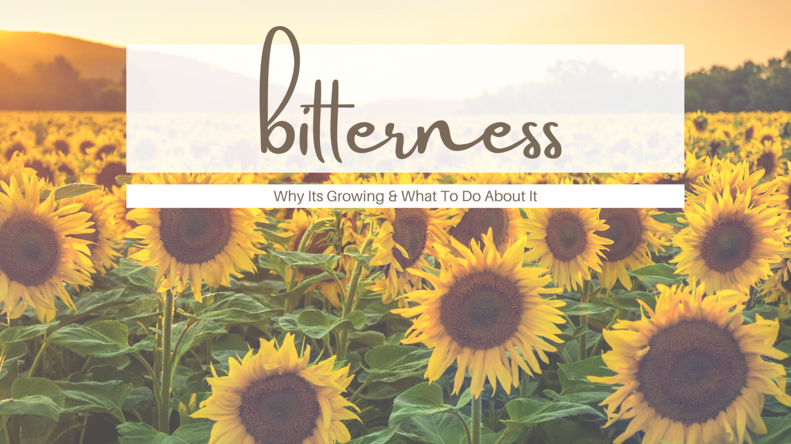 BITTERNESS: Why it's growing and what you can do about it. 
