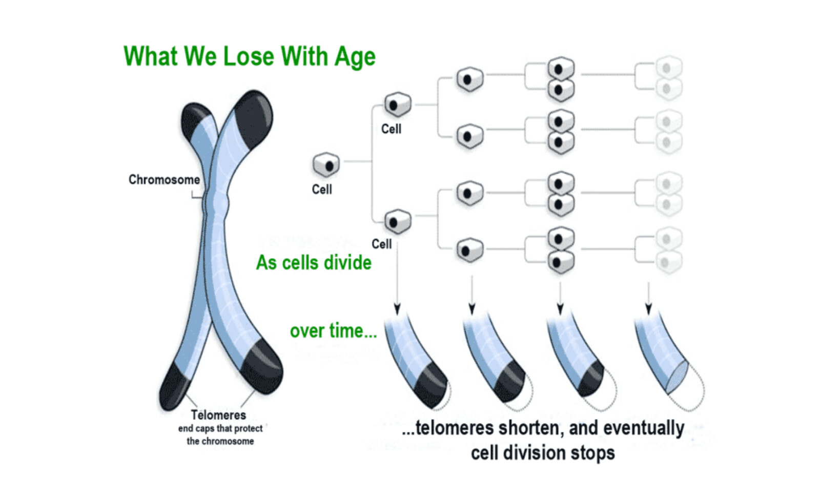 The Telomere Component of Aging