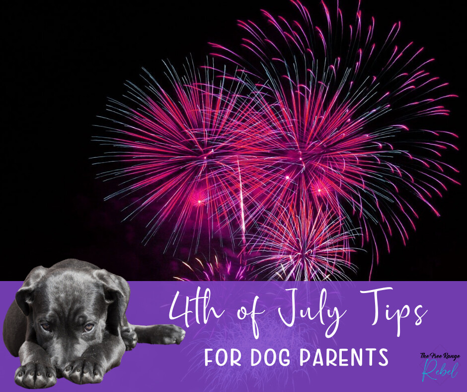 4th of July Fireworks & your dog - Top 7 calming, survival & safety tips