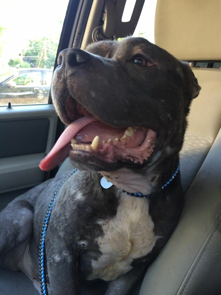 From Bait Dog to Beloved; Bodhi's story of  strength and survival - Part 1