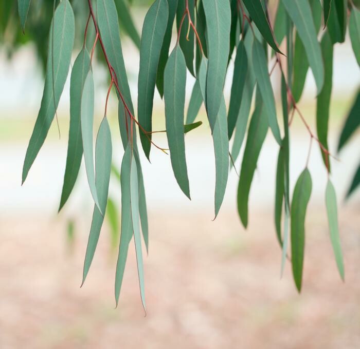 Eucalyptus - what a wonderful tree