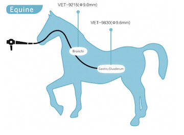 Ulcers in Horses: Signs, Effects, and Natural Solutions