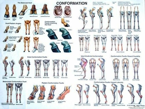 Conformation