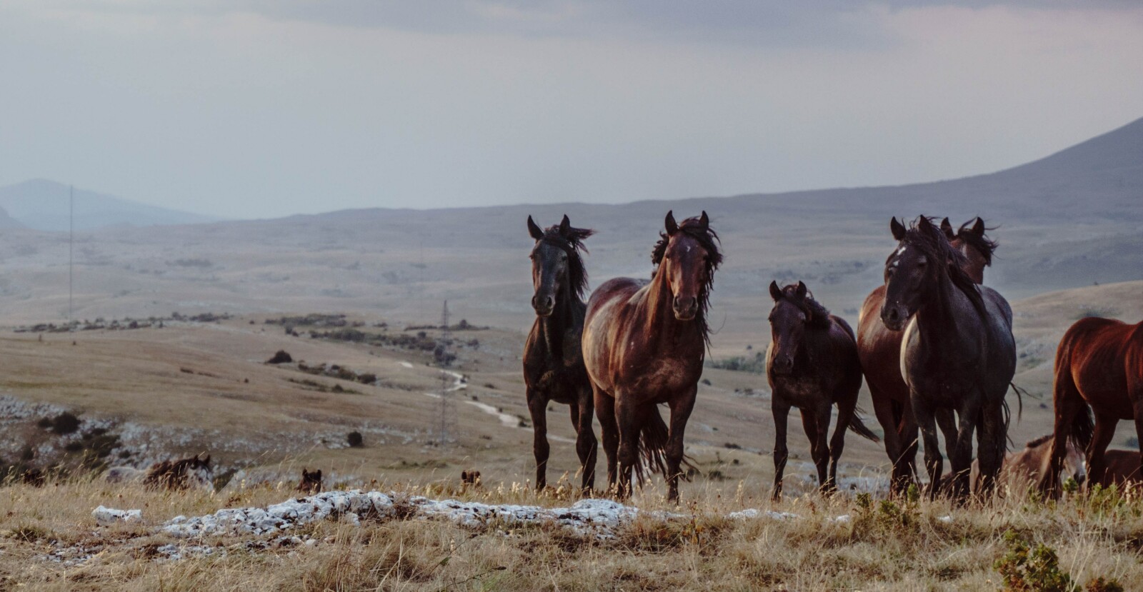 Why Turn-out time is a non-negotiable for my horses