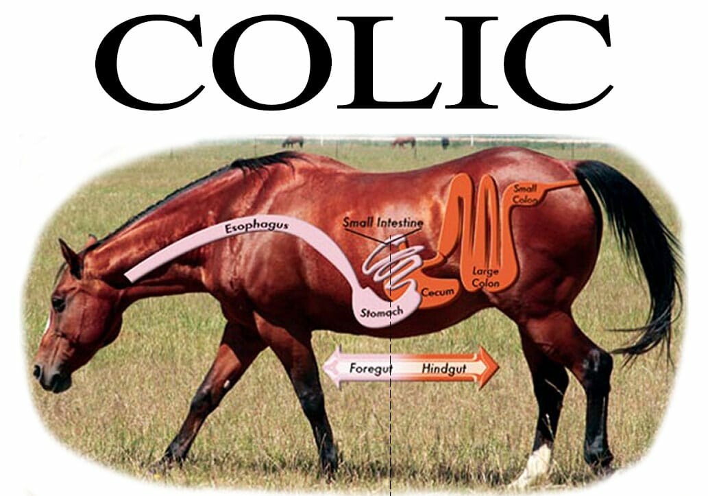 Colic: Signs and What to do