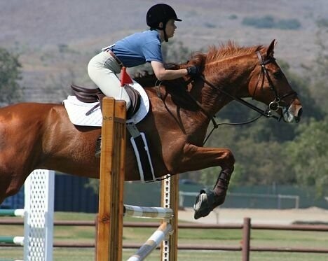 What is the safest equestrian sport?