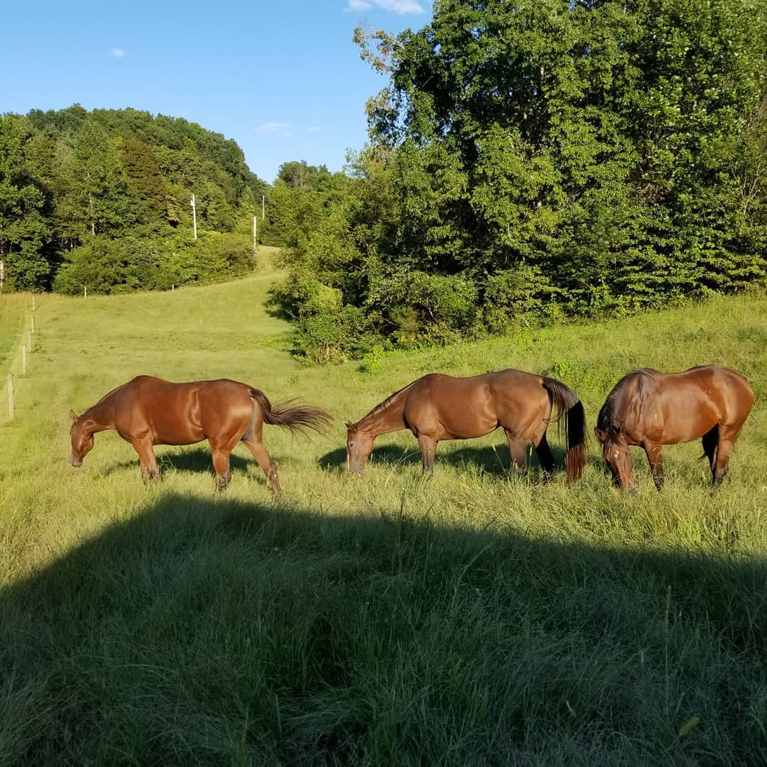 What are horses afraid of?