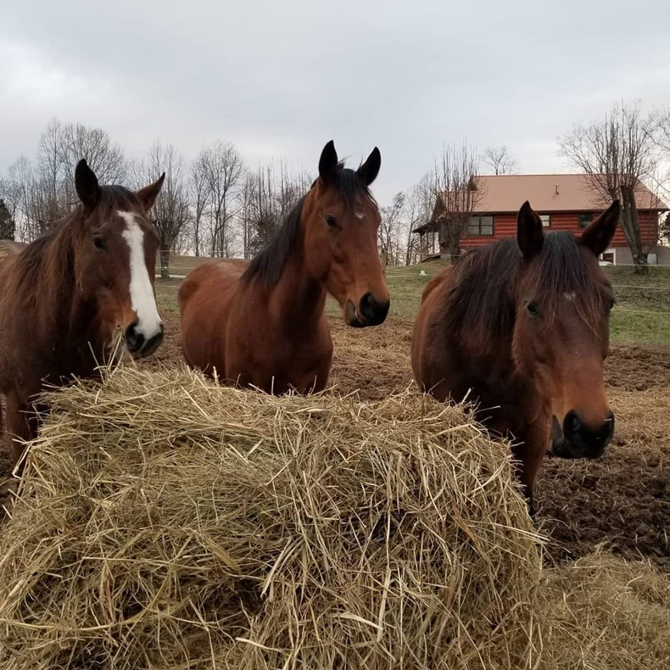 3 Tips to stop being a nervous horse rider