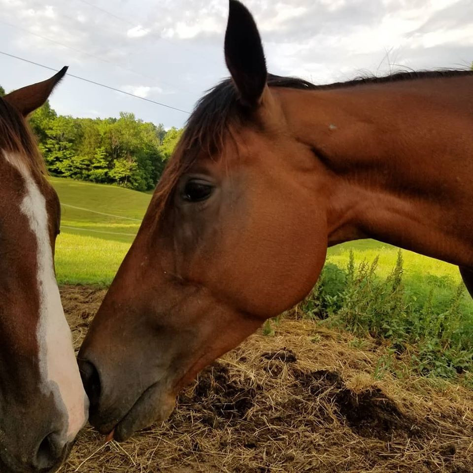 How do horses use body language?