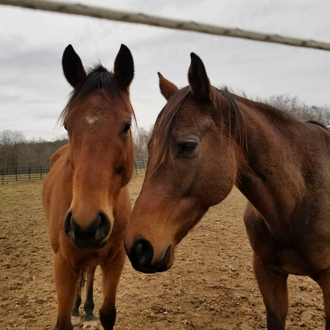 How do horses see their owners?