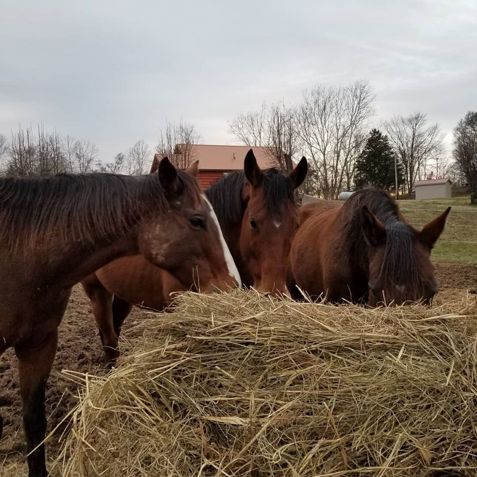 Mares, Geldings, and Stallions OH MY!