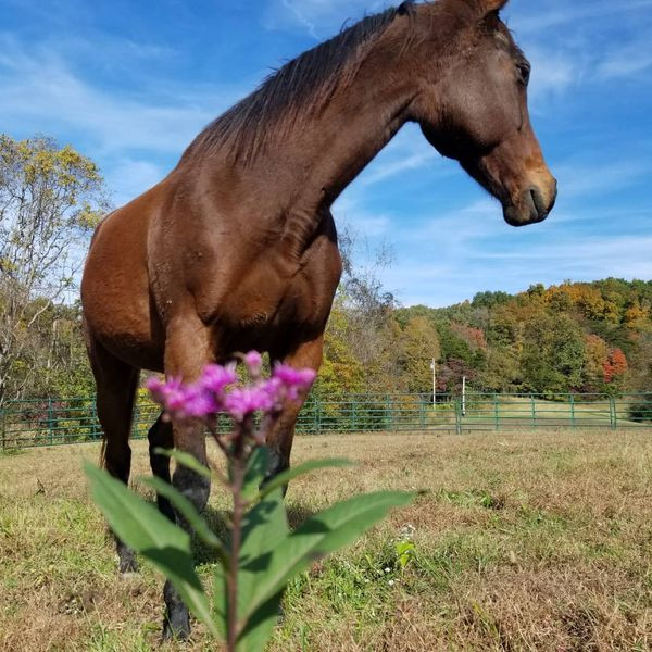 How does horseback riding relieve stress?