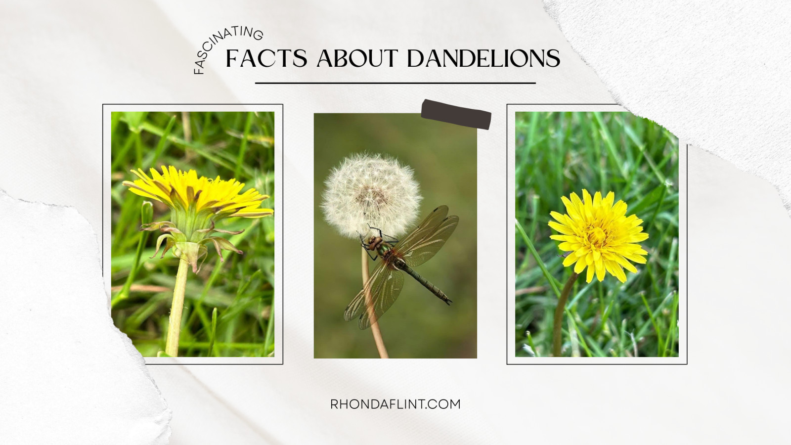 Dandelions - More than Just a Weed!