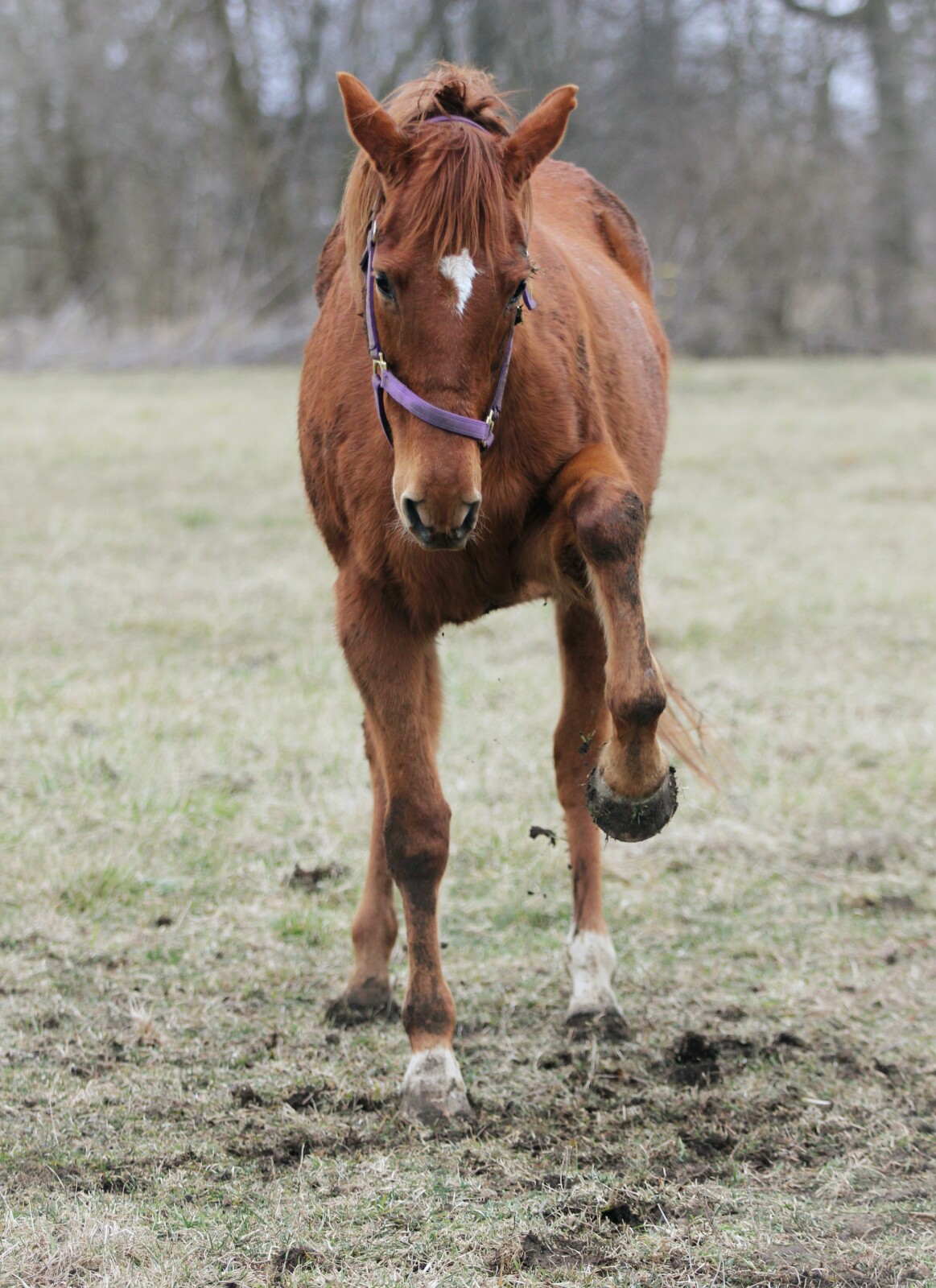 "She's just a crazy sorrel mare."