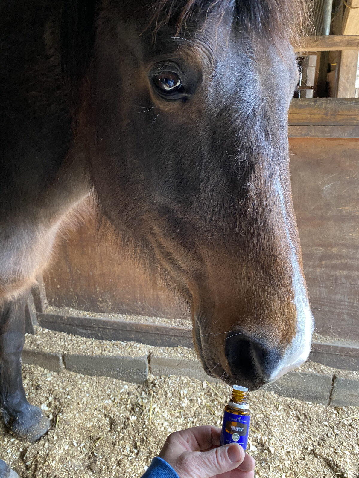 You are the ultimate decision maker for your horse's health care!