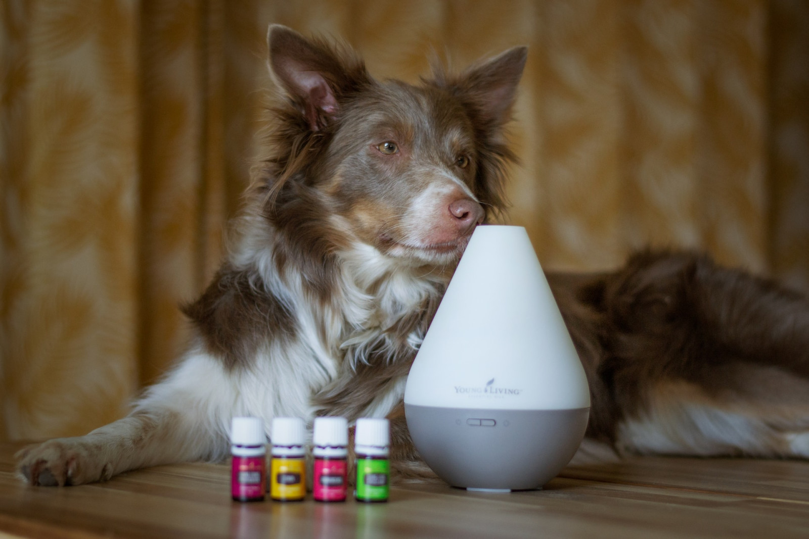 Essential Oils are Safe for Pets