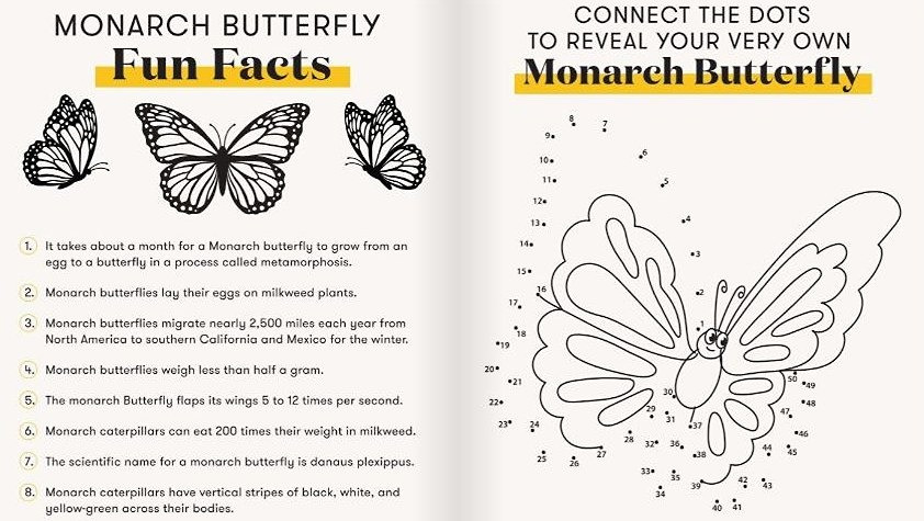 Monarch Butterfly 🦋 