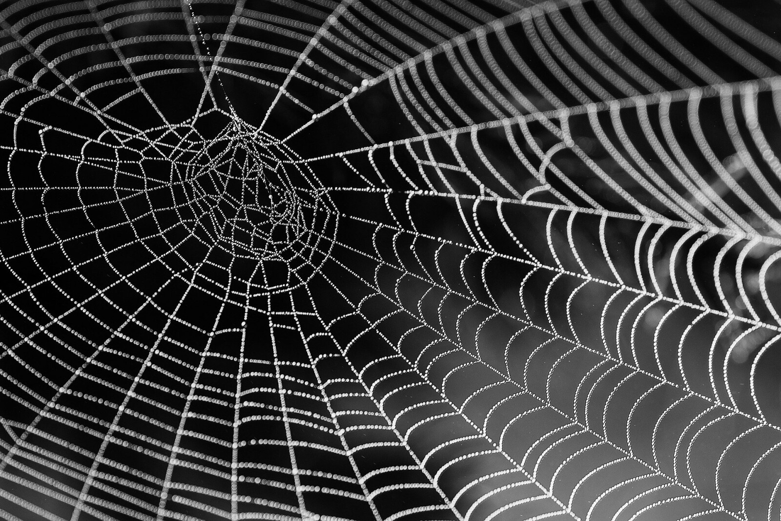 Pin the Spider on the Web