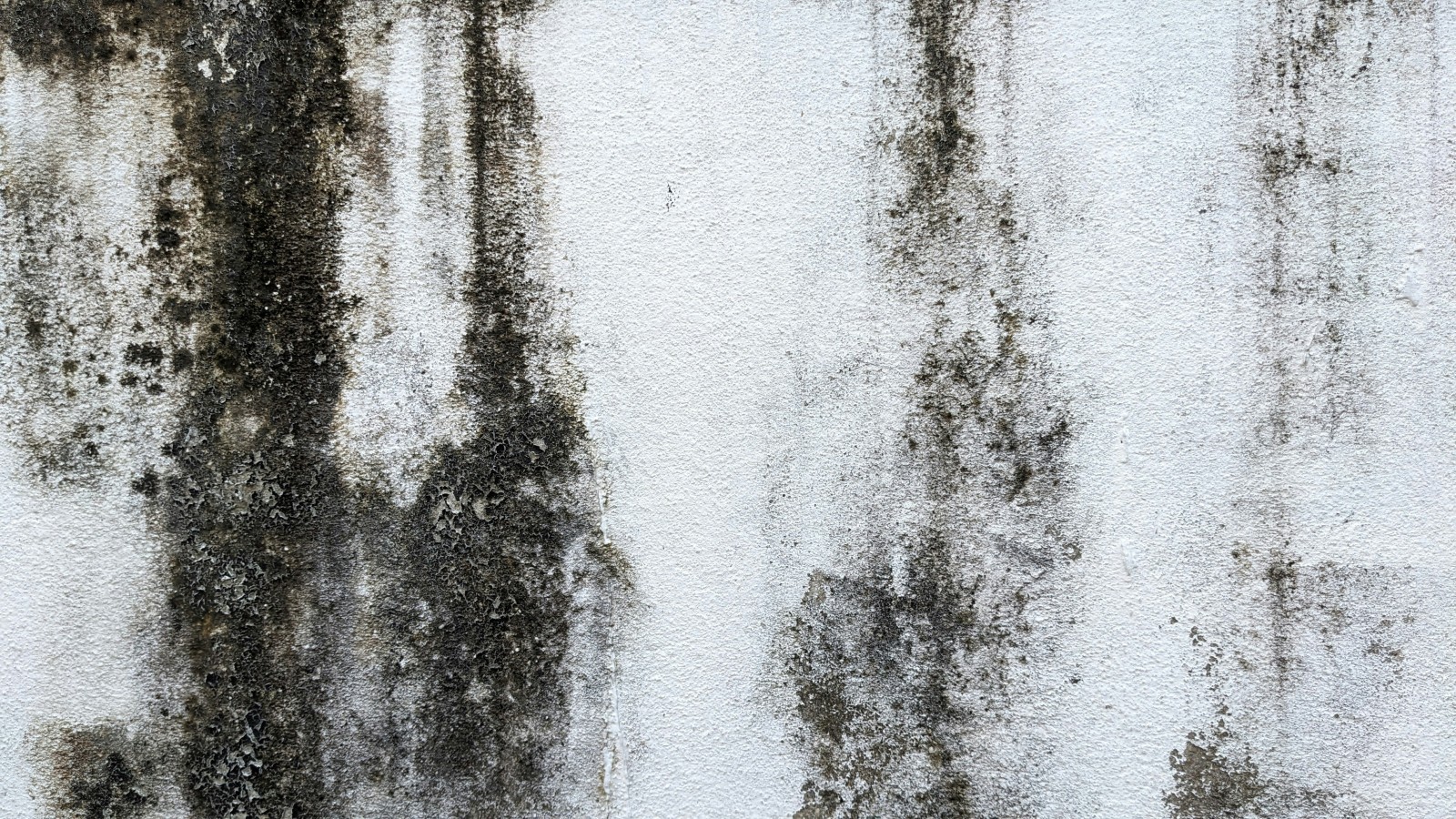 Trapped in a Fog: How Hidden Mold Affects Your Brain and Energy