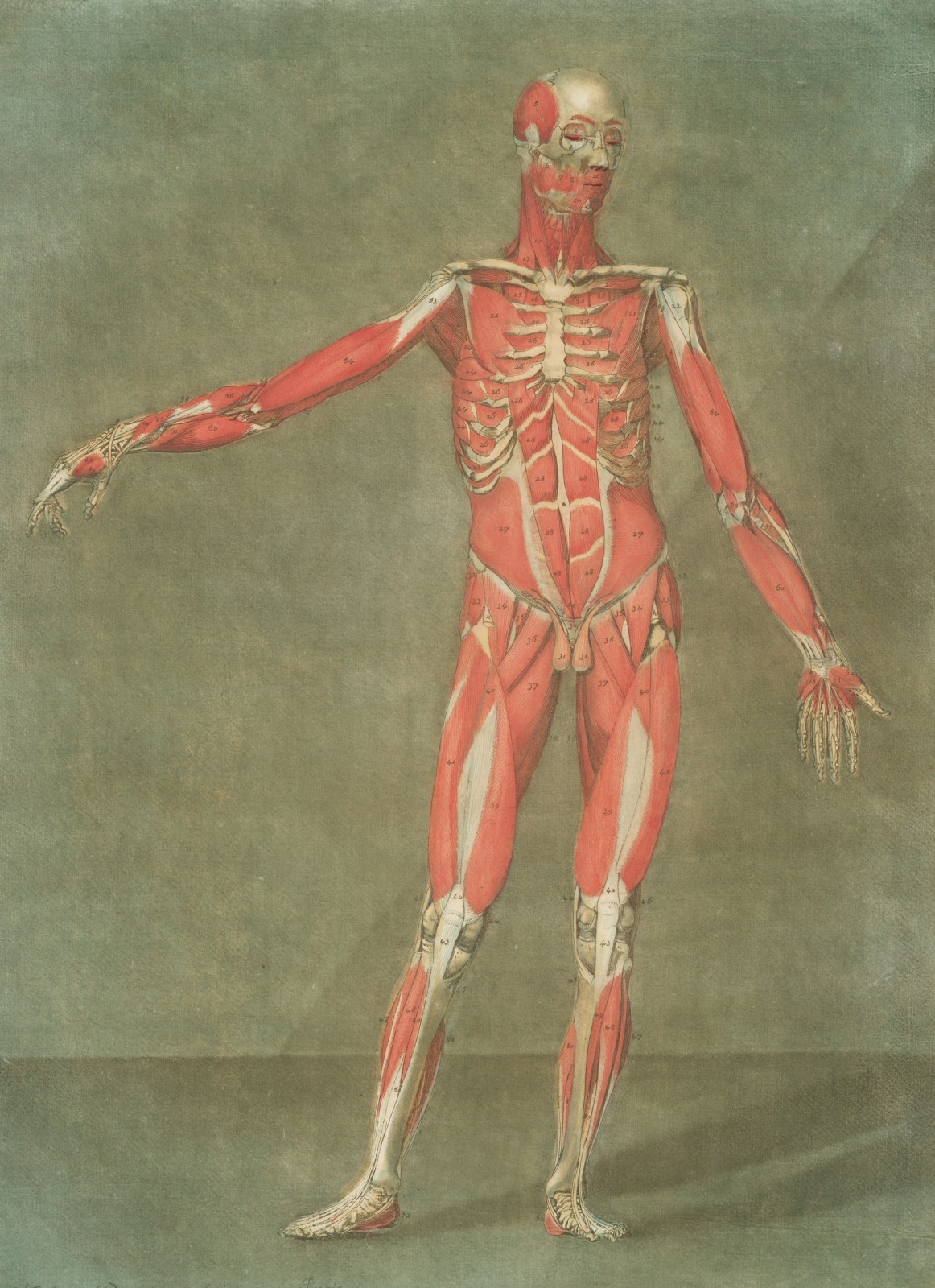 Muscle Testing: Decoding Your Body's Instant Answers