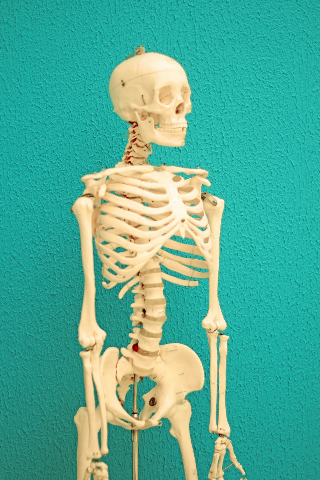 Estrogen and Osteoporosis: How Hormones Impact Your Bone Health