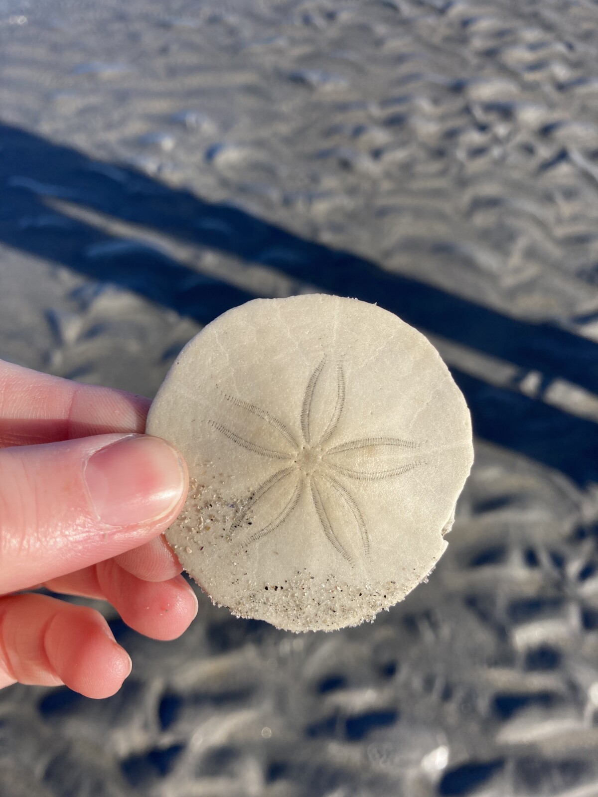 Are you like a sand dollar? 
