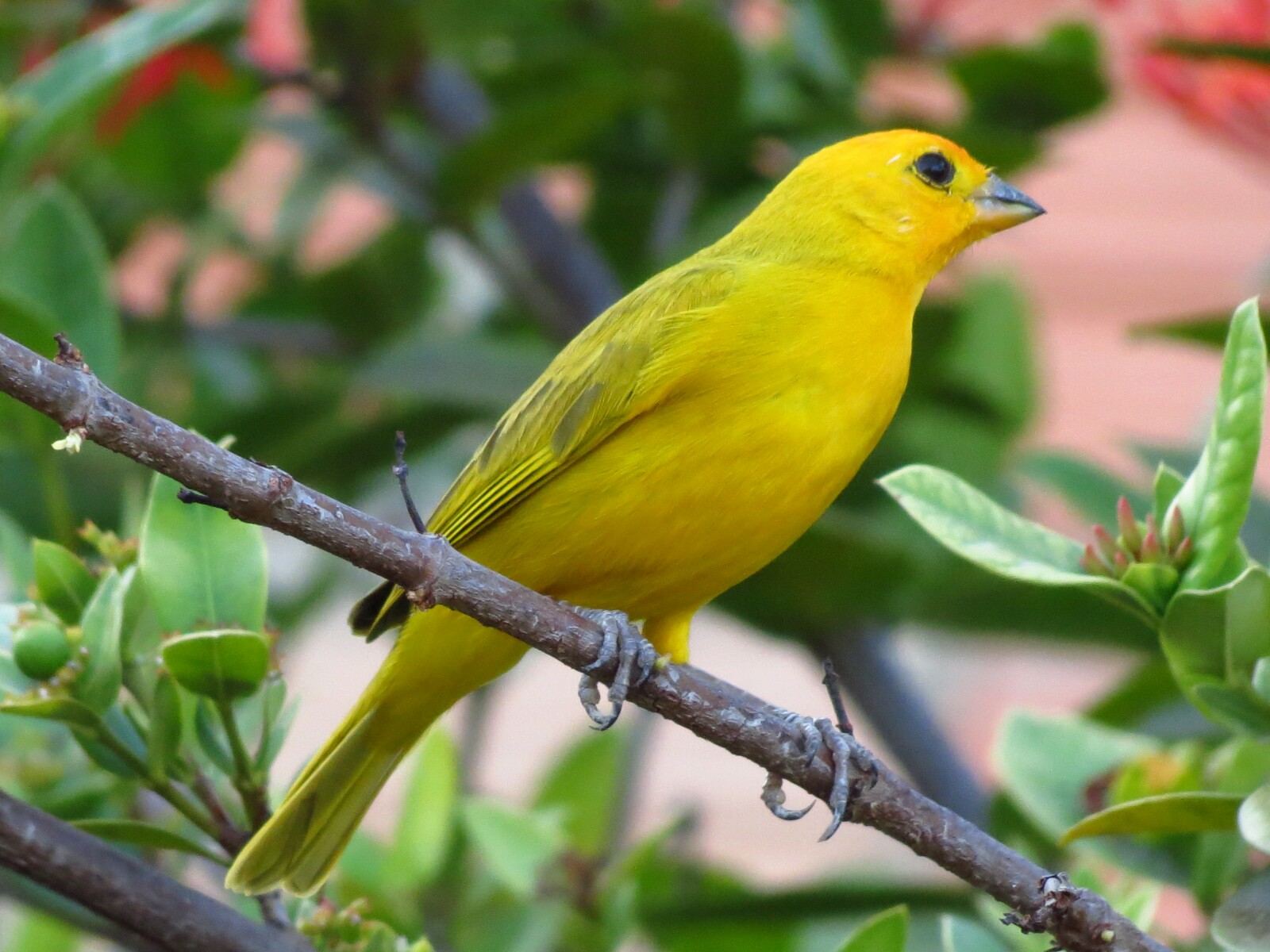 Are You a "Canary in a Coalmine" for EMF Sensitivity?