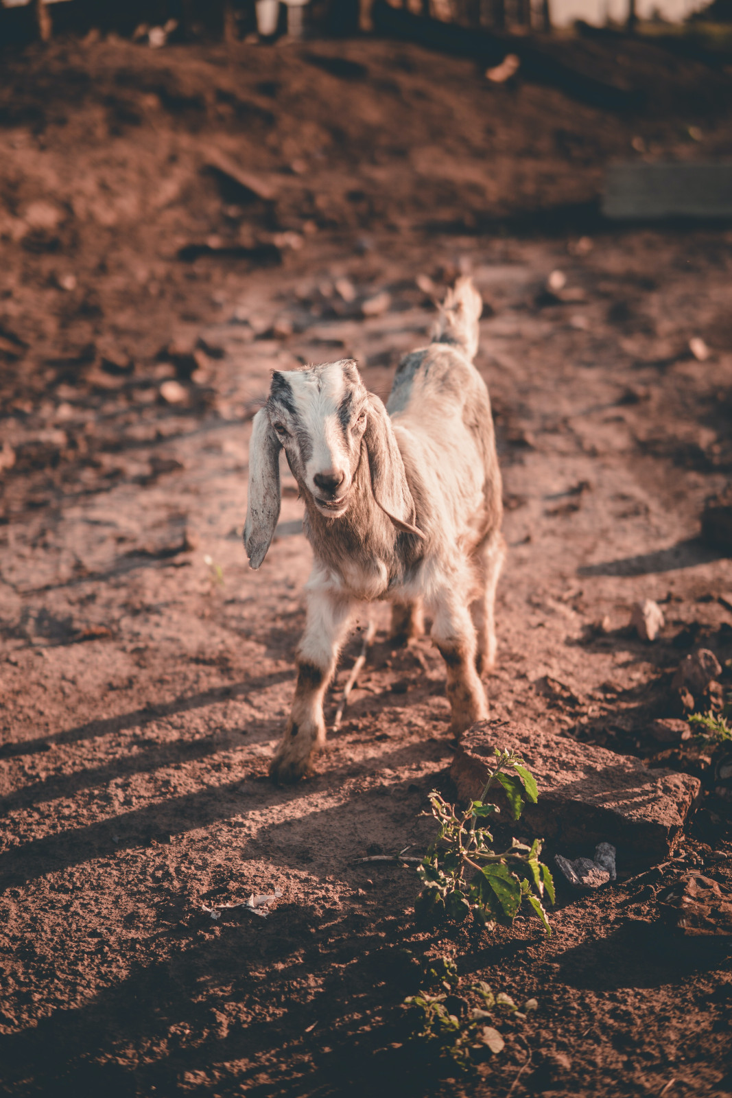Welcome to the Blissful World of Goats