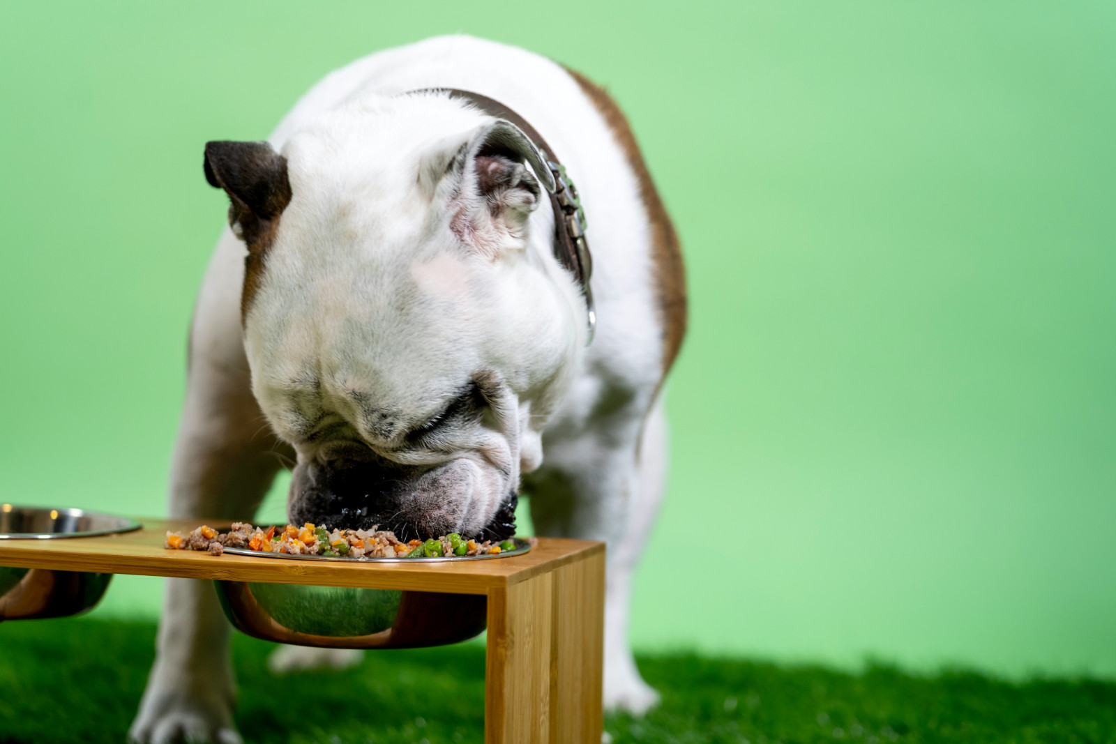 Unleashing Culinary Magic: Your Guide to Being an Awesome Canine Chef!