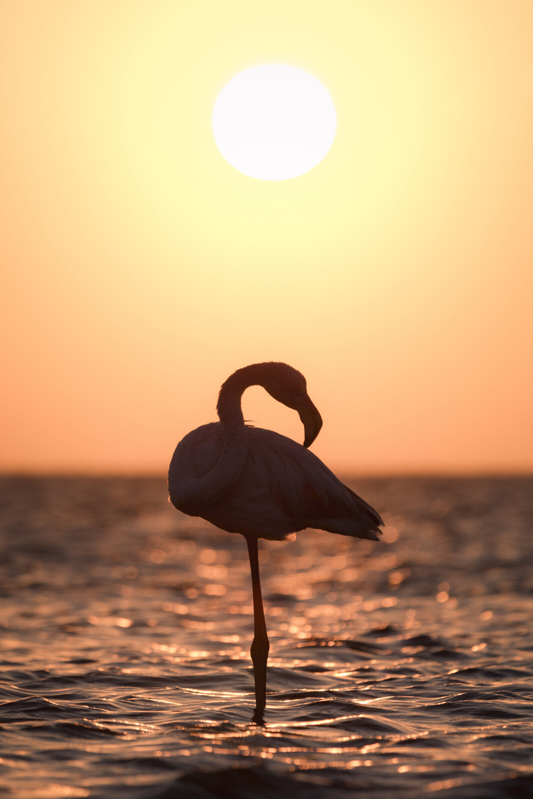 Darkness, Light and Flamingos...Flamingos??