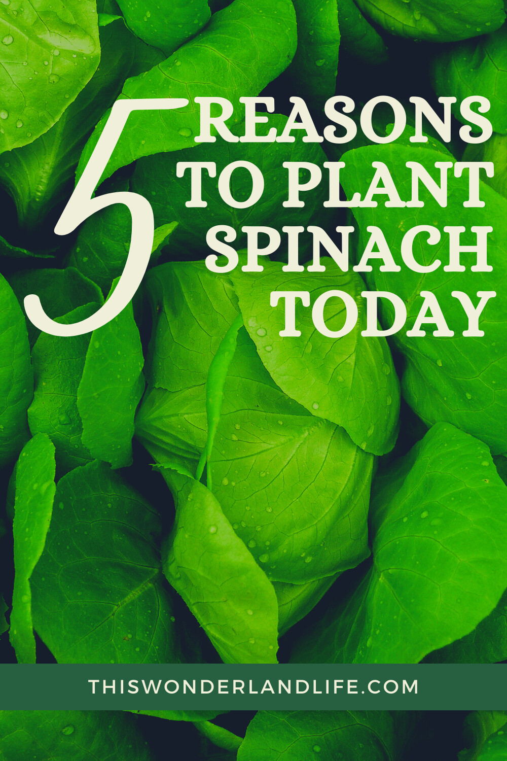 5 Reasons Every Gardener Should Grow Spinach