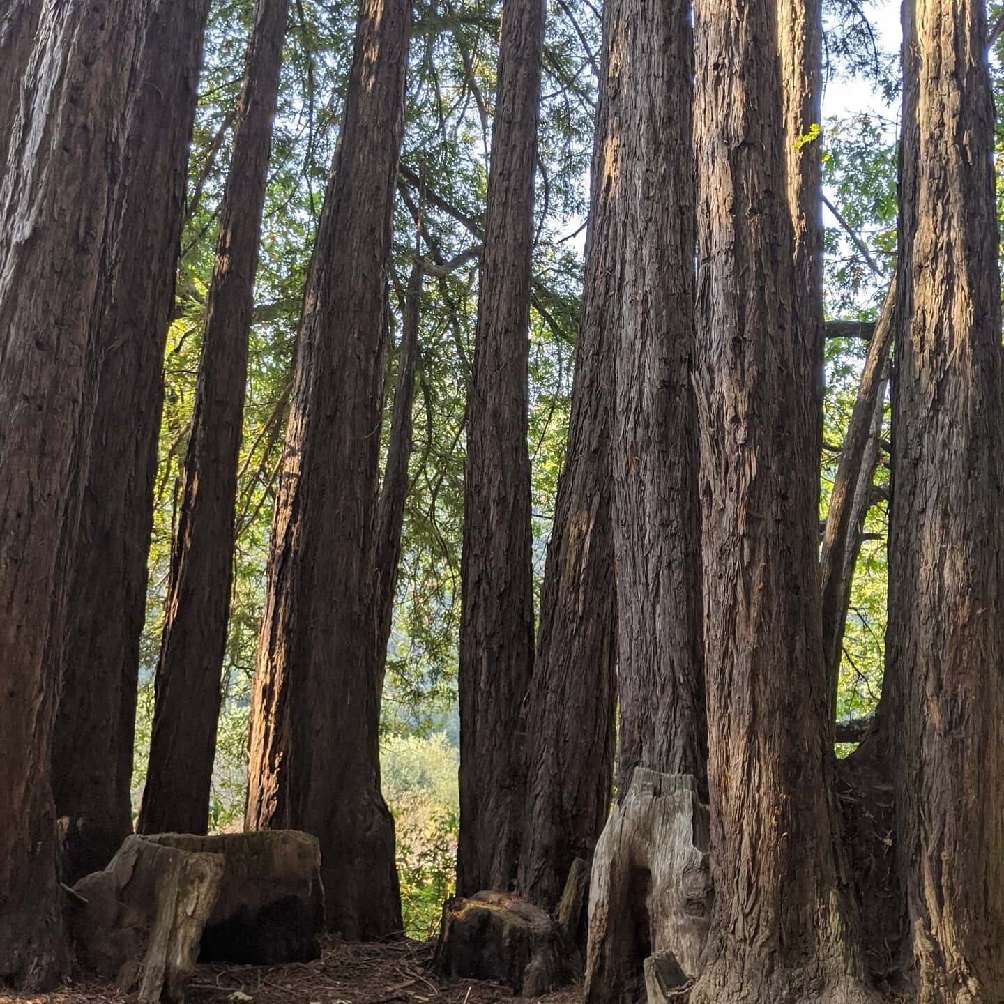 Jack London Park