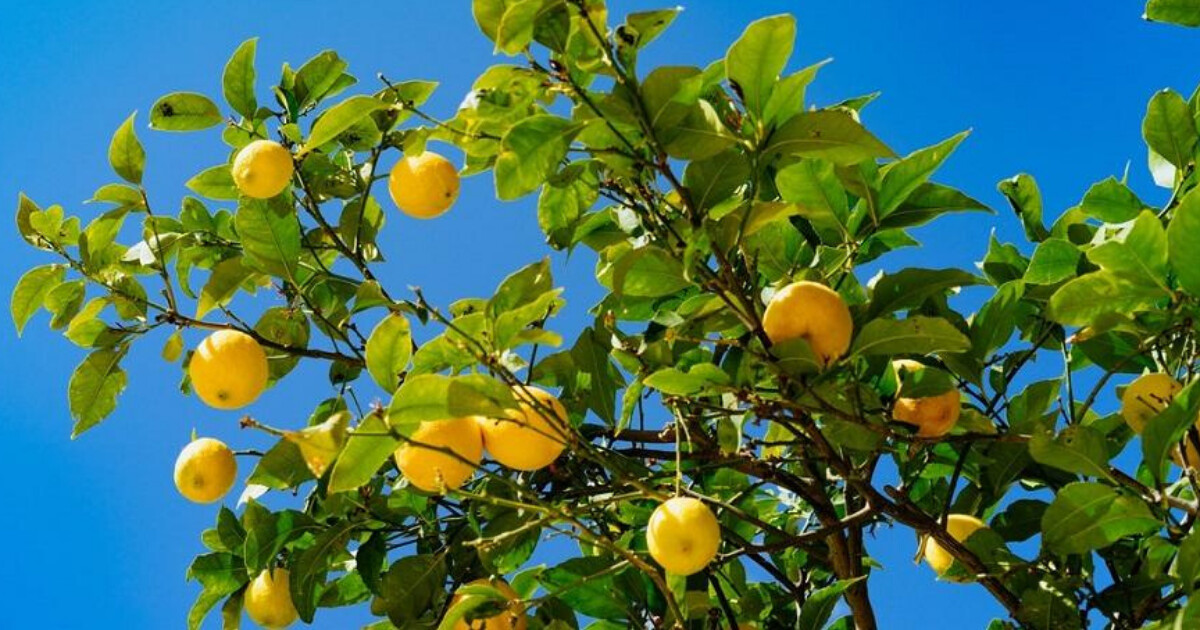 The power of lemons 🍋