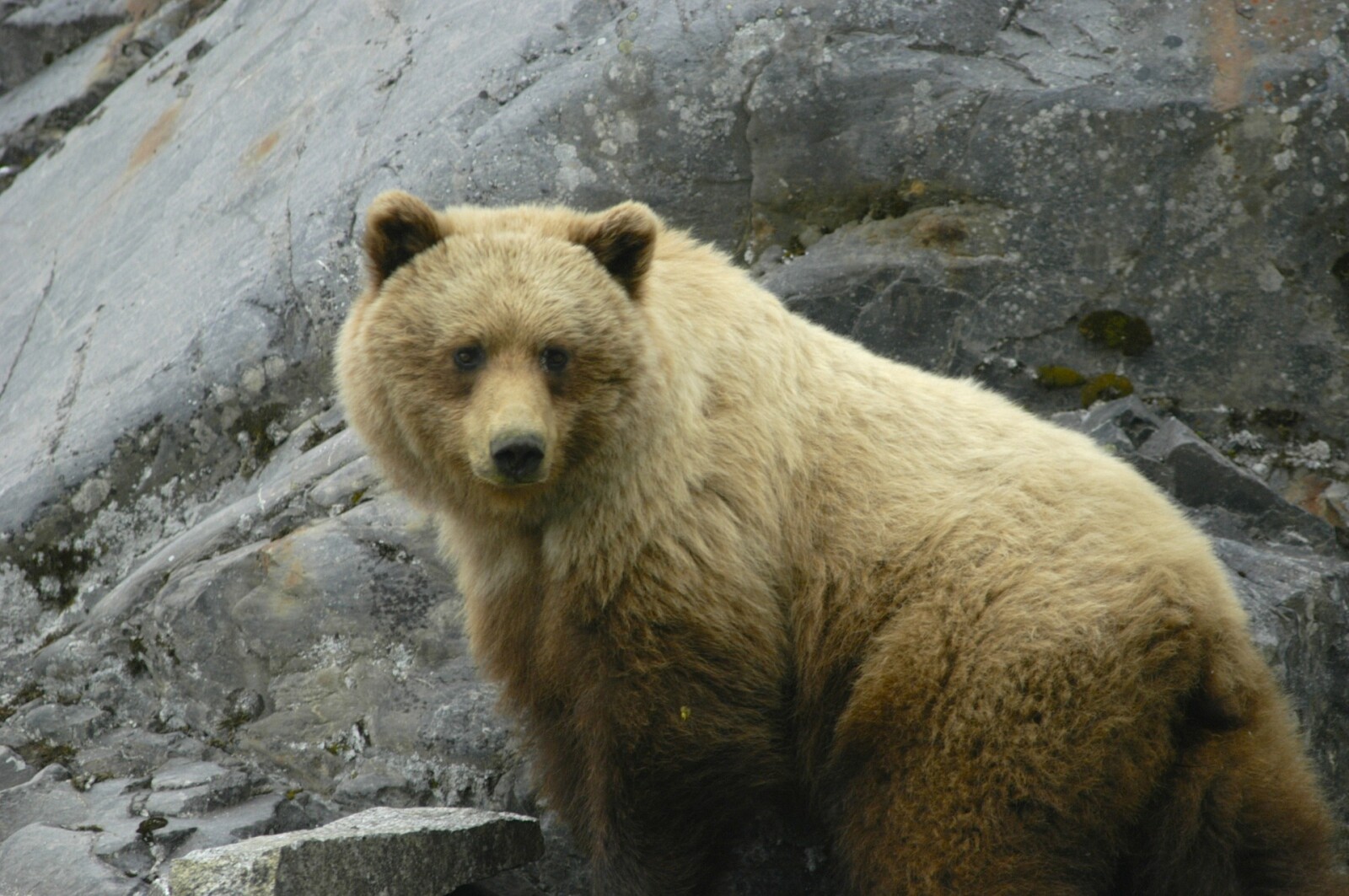 Moving to Alaska...the backstory