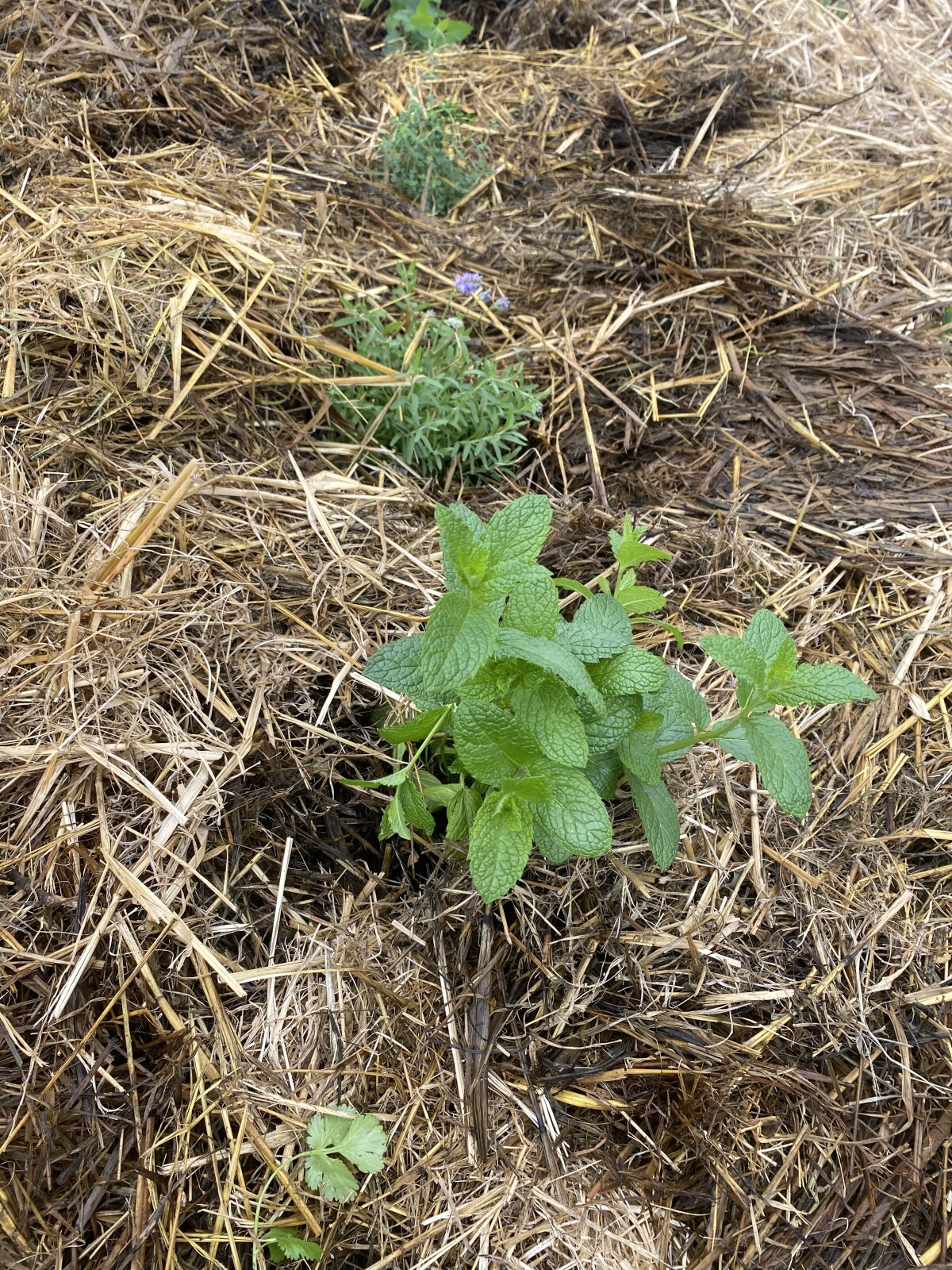 How Can We Improve the Health of the Soil?