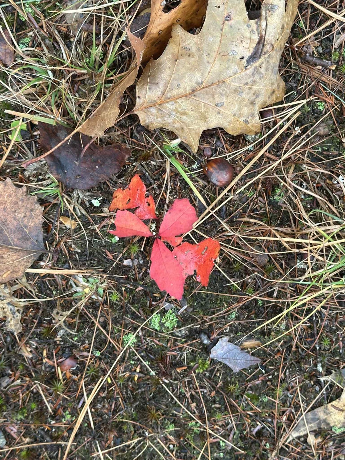 🍁 Embracing Fall Wellness: Slowing Down and Supporting Your Body This Season