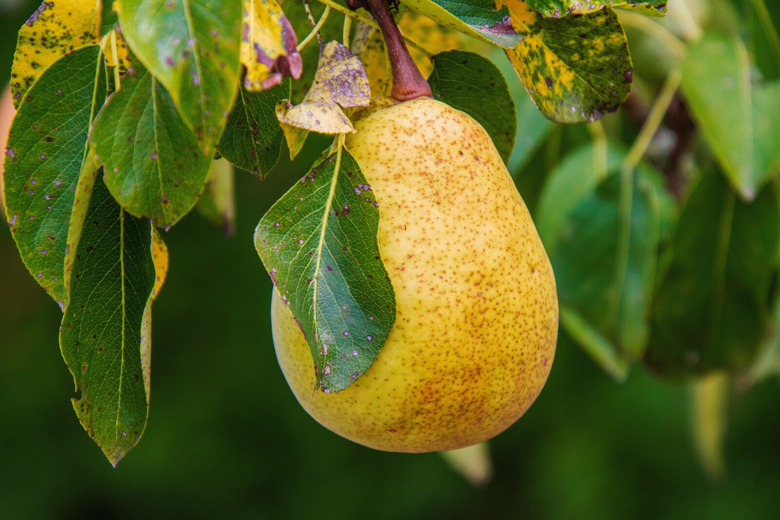 What is the Ocala Food Forest about?