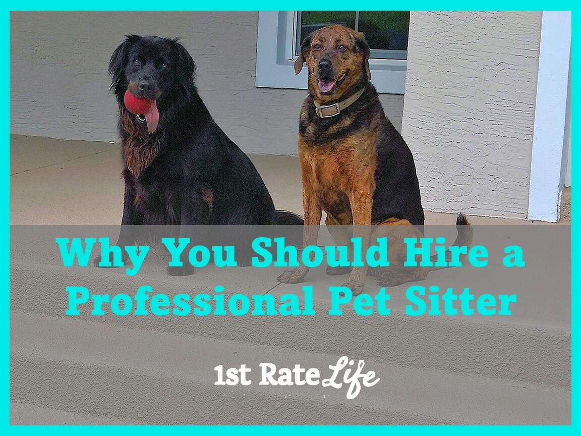 The Many Benefits of Hiring a Professional Pet Sitter