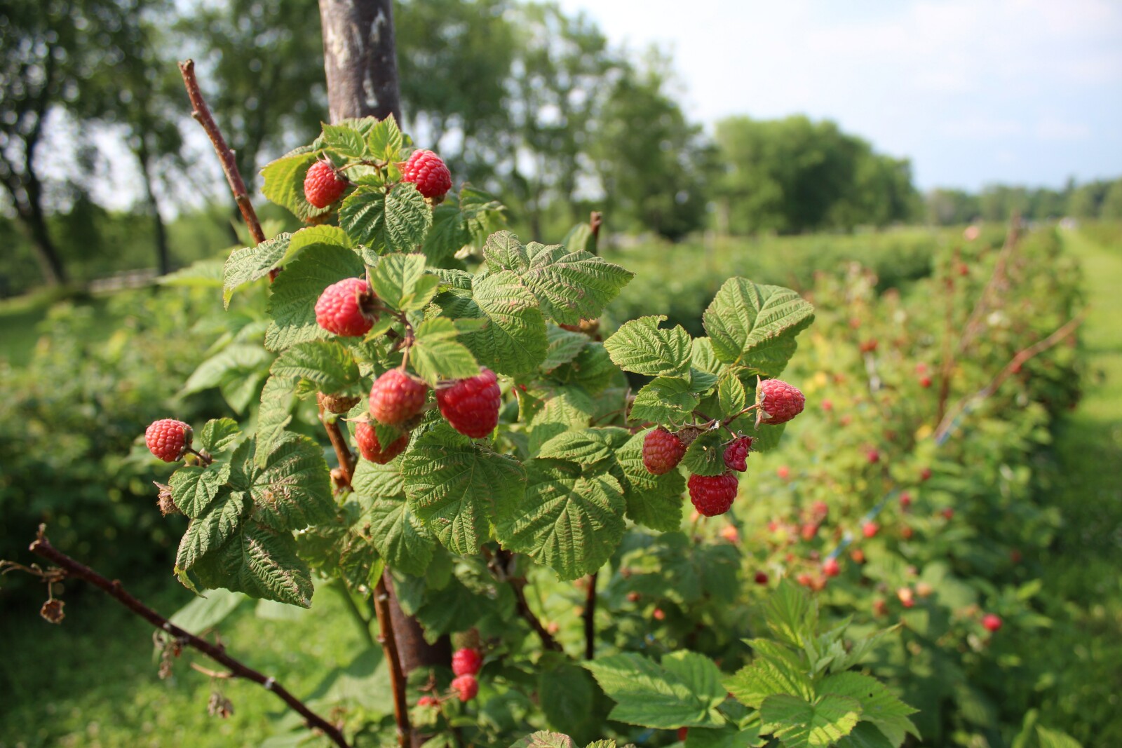 Why is Red Raspberry in every pregnancy tea?