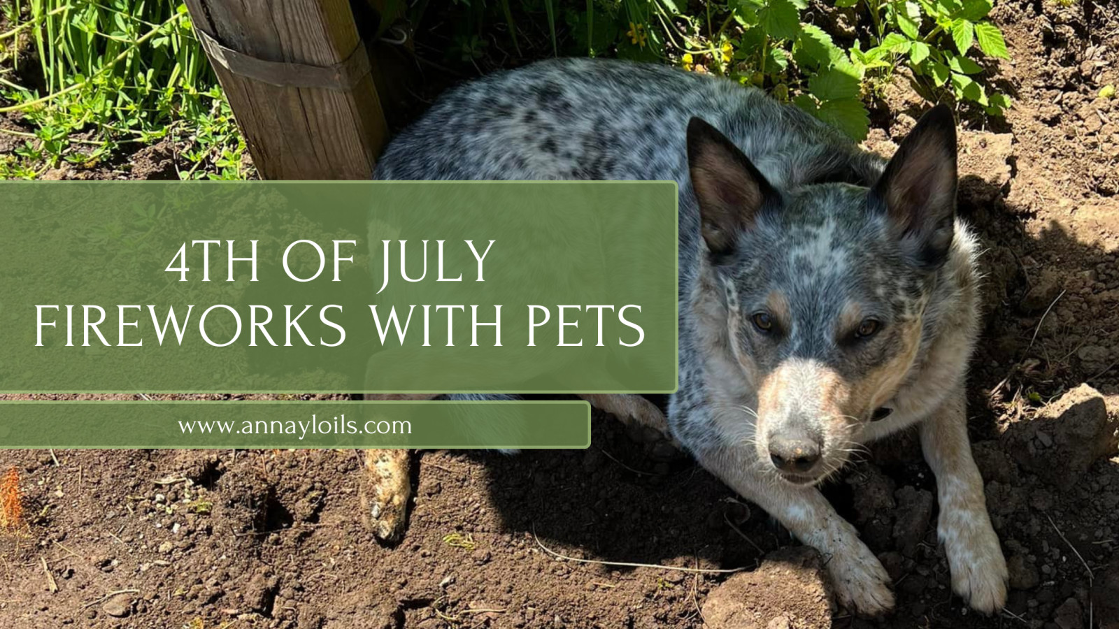 4th of July Fireworks with Pets