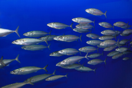 Ten Healthy Benefits of Sardines 