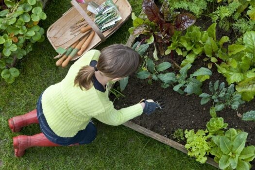 Healthy Gardening with Essential Oils