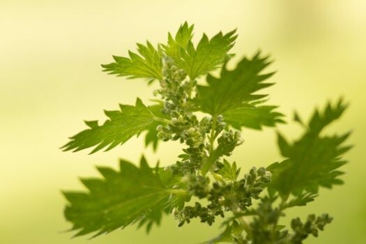 Stinging Nettle: Who Knew It Could be Good For You?