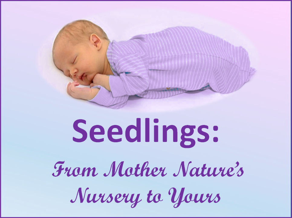 Young Living Baby Products